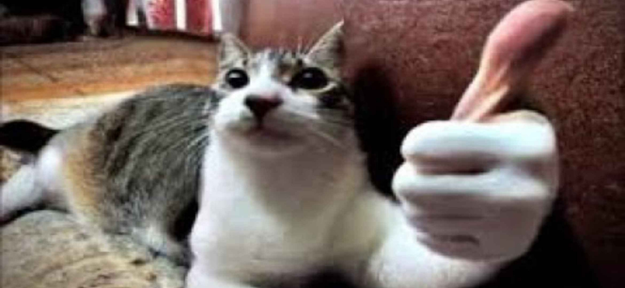 cat giving thumbs up