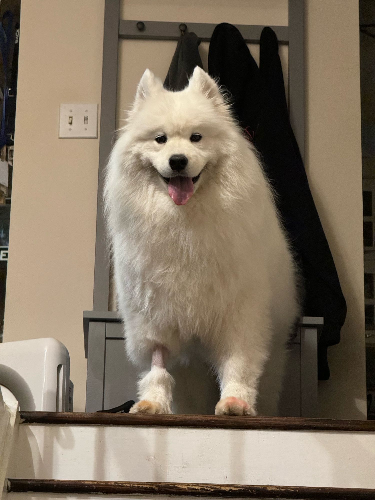 A picture of my dog, a Samoyed at the top of the stairs, her front logs visible with a shaved spot on her right leg from the IV. It’s very pronounced since she is so fluffy. 
L