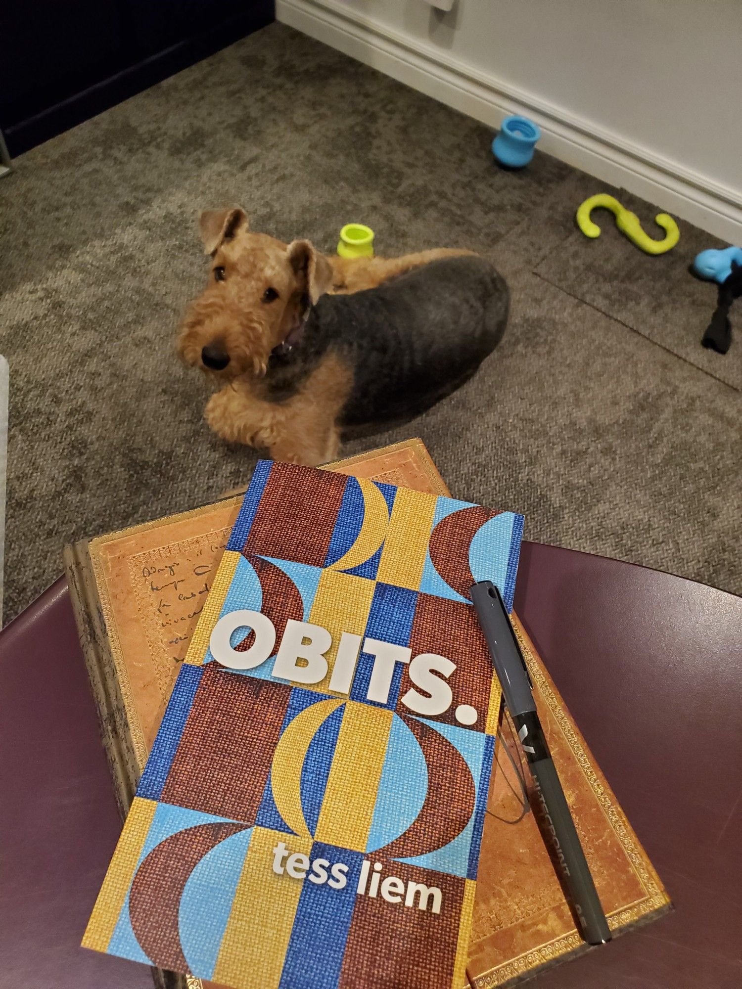 Poetry collection OBITS. by tess liem (Coach House Books), with its striking gold, brown and blue cover, sits on the edge of a purple desktop with a notebook with an ornate gold cover and a black pen. Mavis the Airedale terrier looks on from the floor, amidst dog toys that match the poetry book cover.