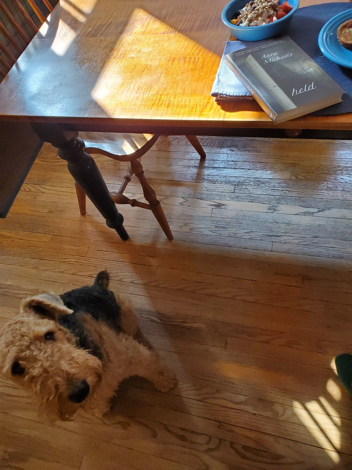 Mavis the young Airedale sits next to the dining room table, on which sits my breakfast and my Friday/weekend reading, Held by Anne Michaels (McClelland & Stewart)