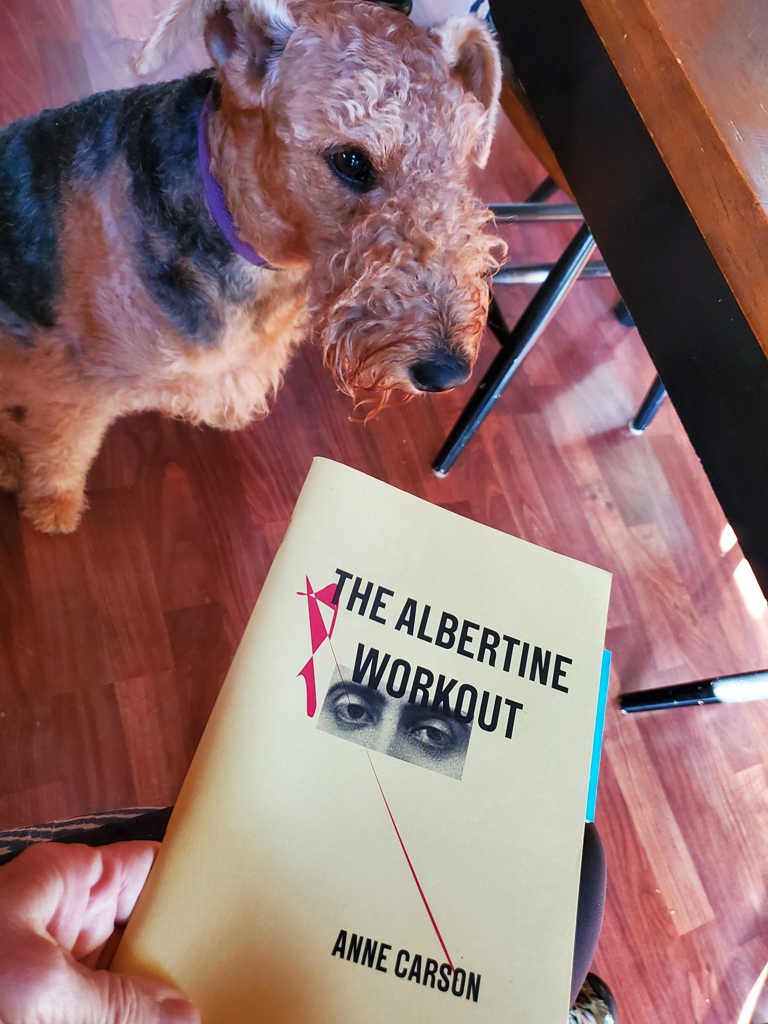 I'm holding the poetry pamphlet The Albertine Workout by Anne Carson (New Directions), and Airedale terrier Mavis is looking on ...