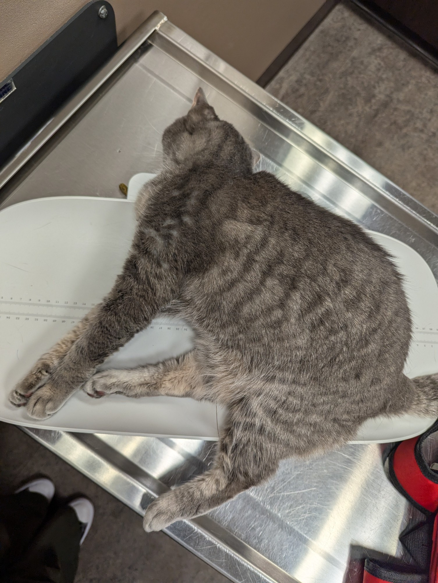 The same cat now fully flopped on her side limbs akimbo as her head lolls off the side of the scale, her face pressed into the metal exam table, because her full sedation has just hit.