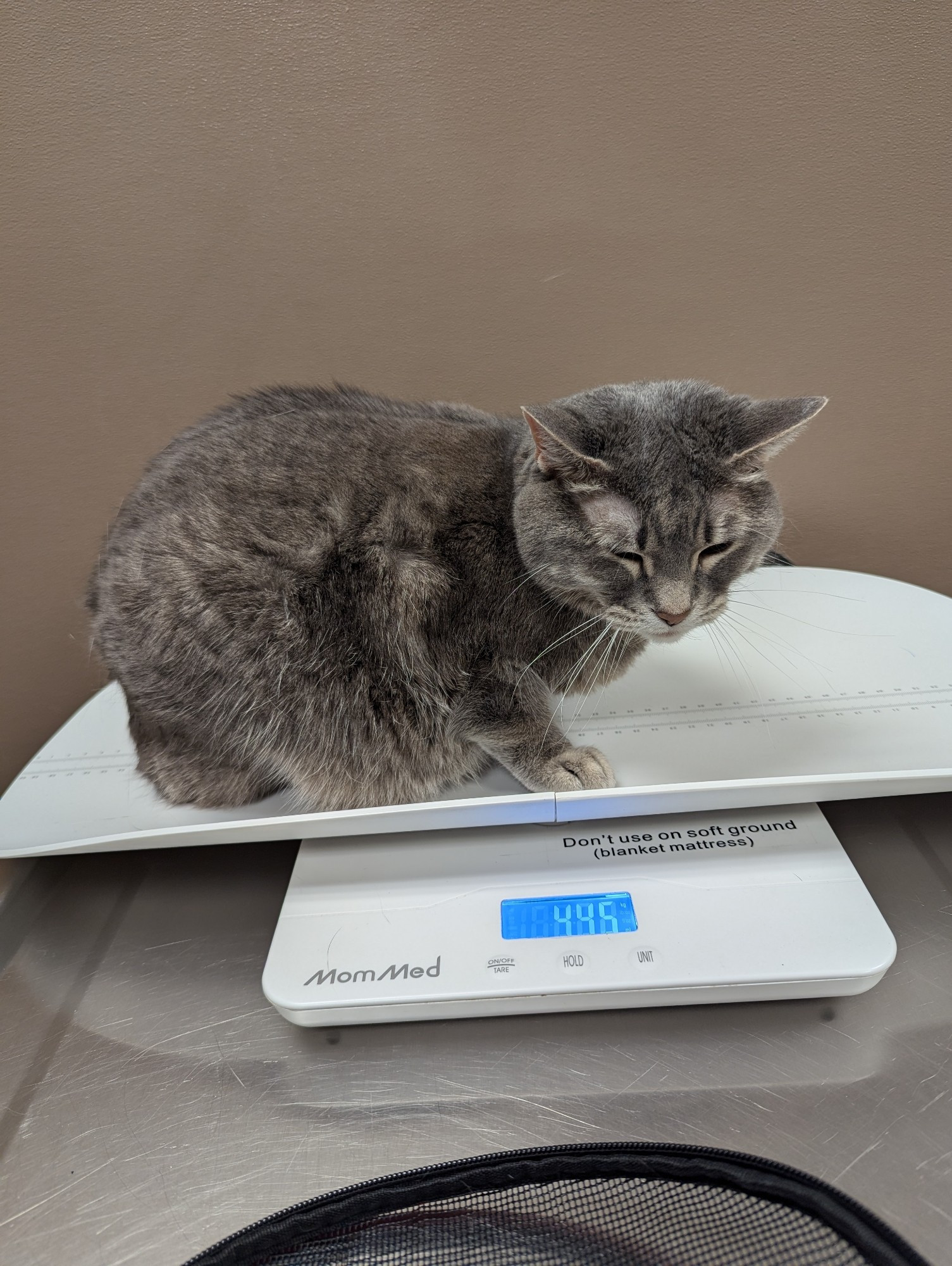 A photo of a grey cat sitting on a small vet scale on an exam table. She is attempting to  lay down loaf style but a sedative is kicking in and she's frozen mid hunch.