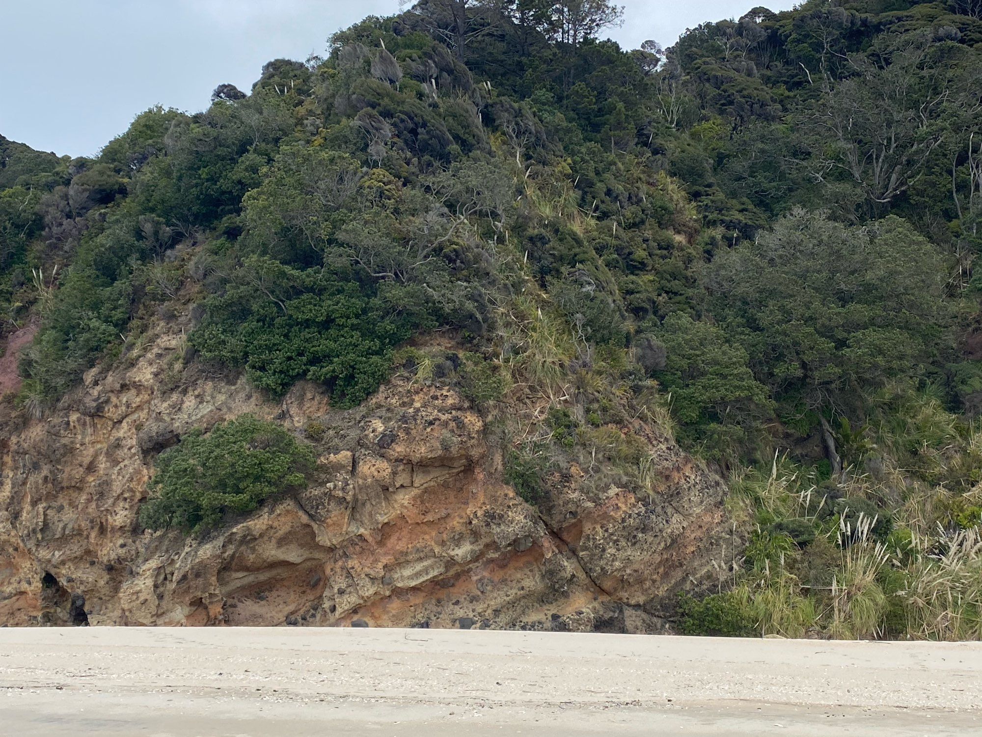 View of rock striations and bush at Wainuiototo New Chum’s Beach