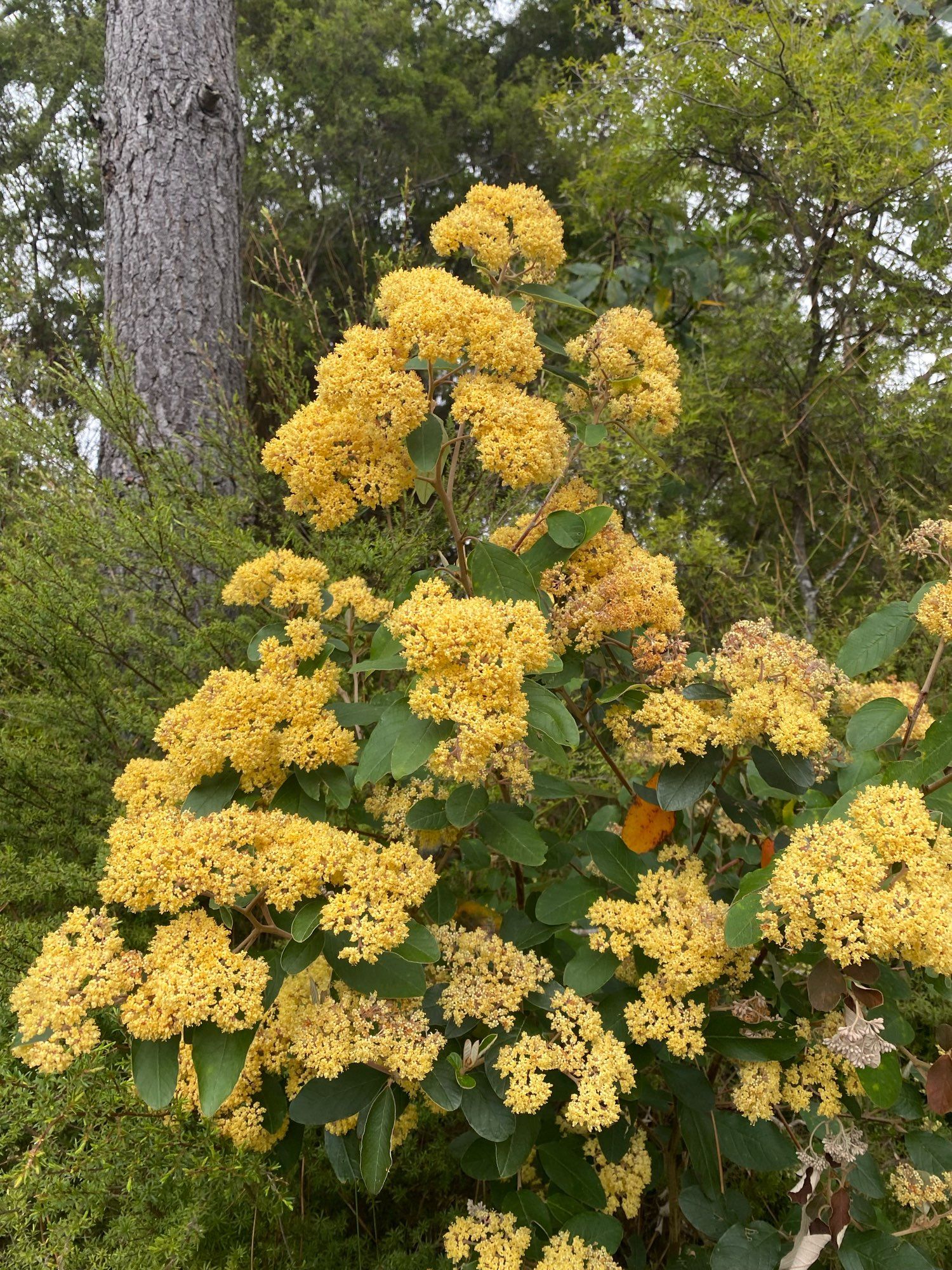 Kūmarahou in flower