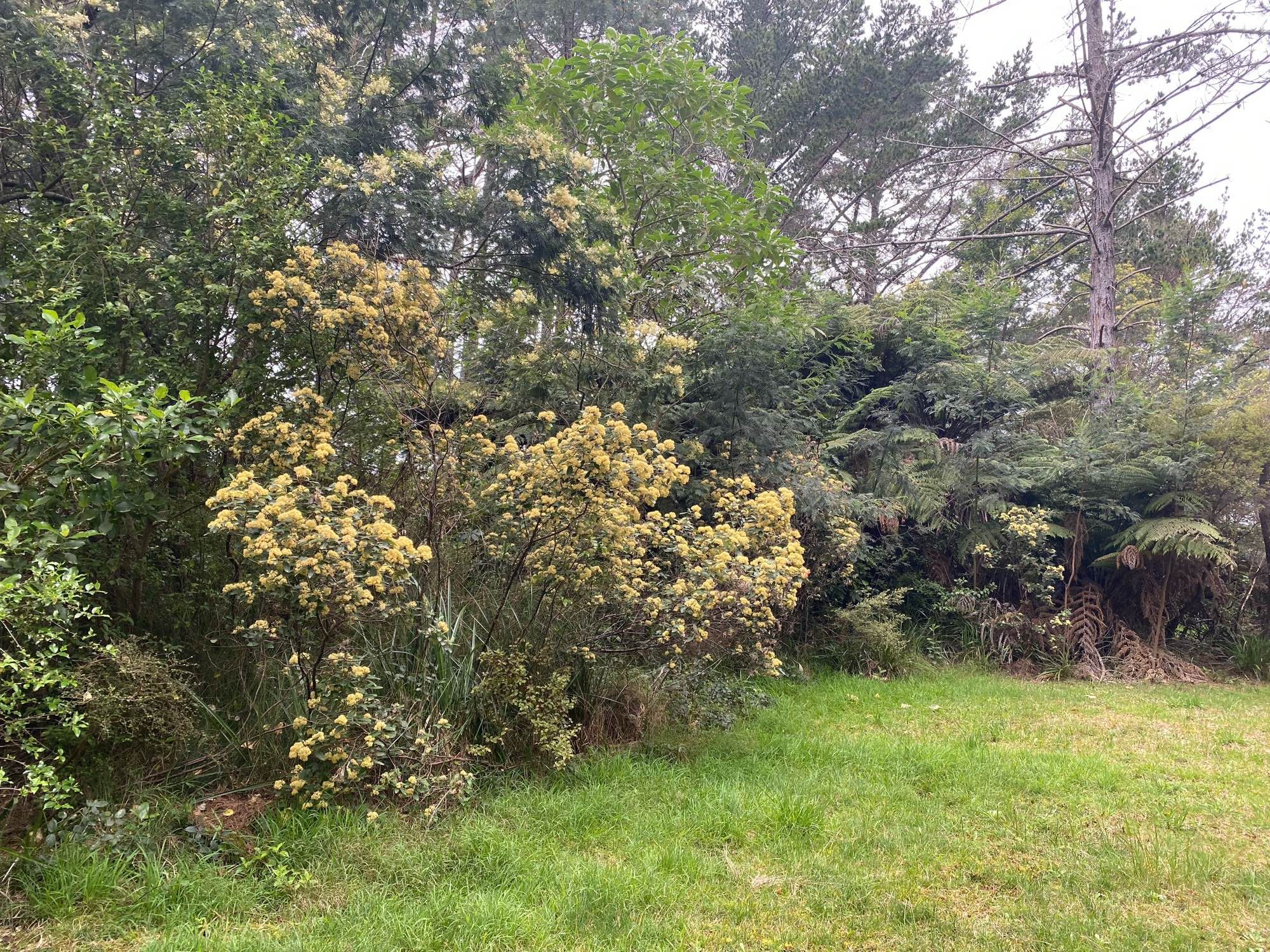 More flowering kūmarahou