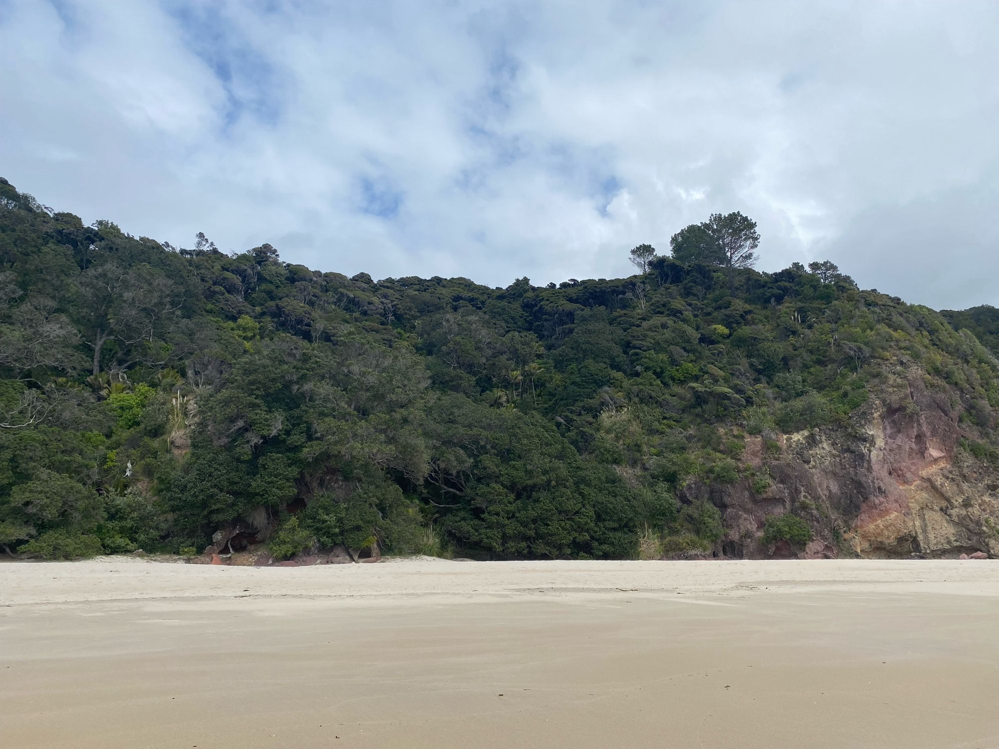 View of native bush meeting the sand at Wainuiototo New Chum’s Beach