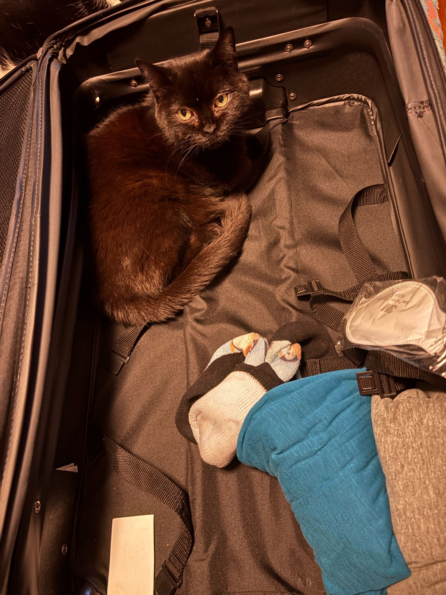 A black cat is curled up into the corner of a mostly empty black suitcase.