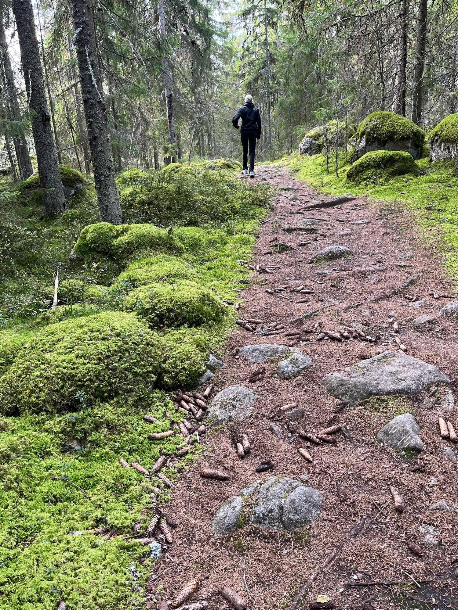 Metsäpolku ja sammaloituneita kiviä.