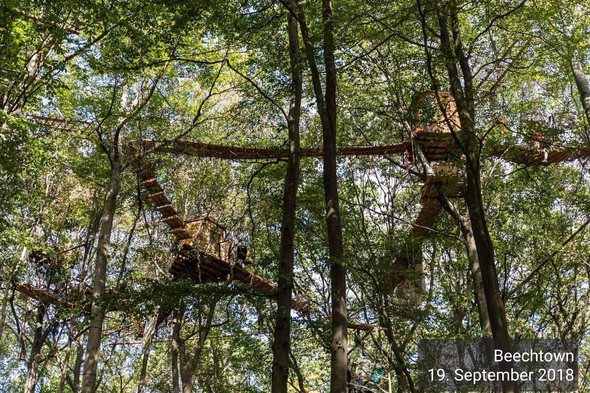 Blick nach oben in die belaubten Buchenkronen im Hambacher Wald zum Baumdorf beechtown, dessen Baumhäuser mit Hängebrücken verbunden sind.