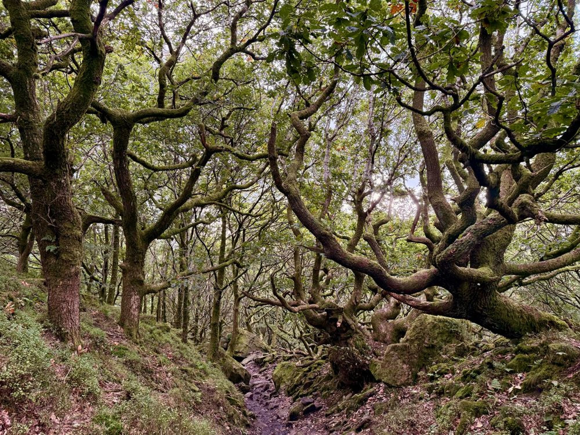 Twisted oak trees in a shady wood. The trees are themselves covered in moss.