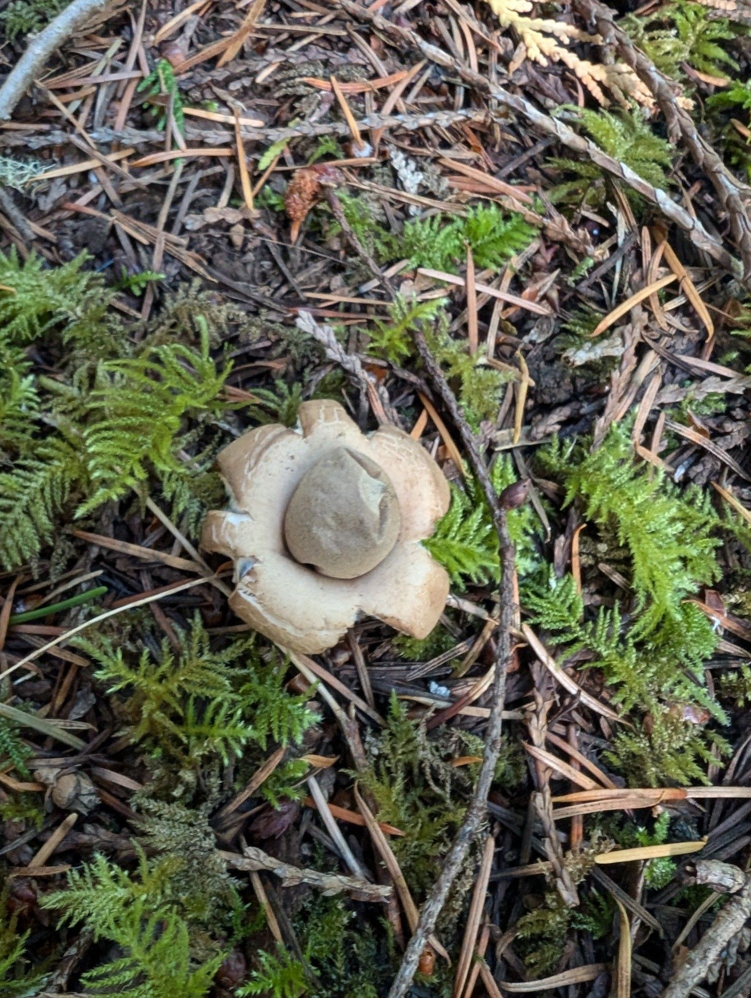 An earth star, a small puffball mushroom that looks like a small flower