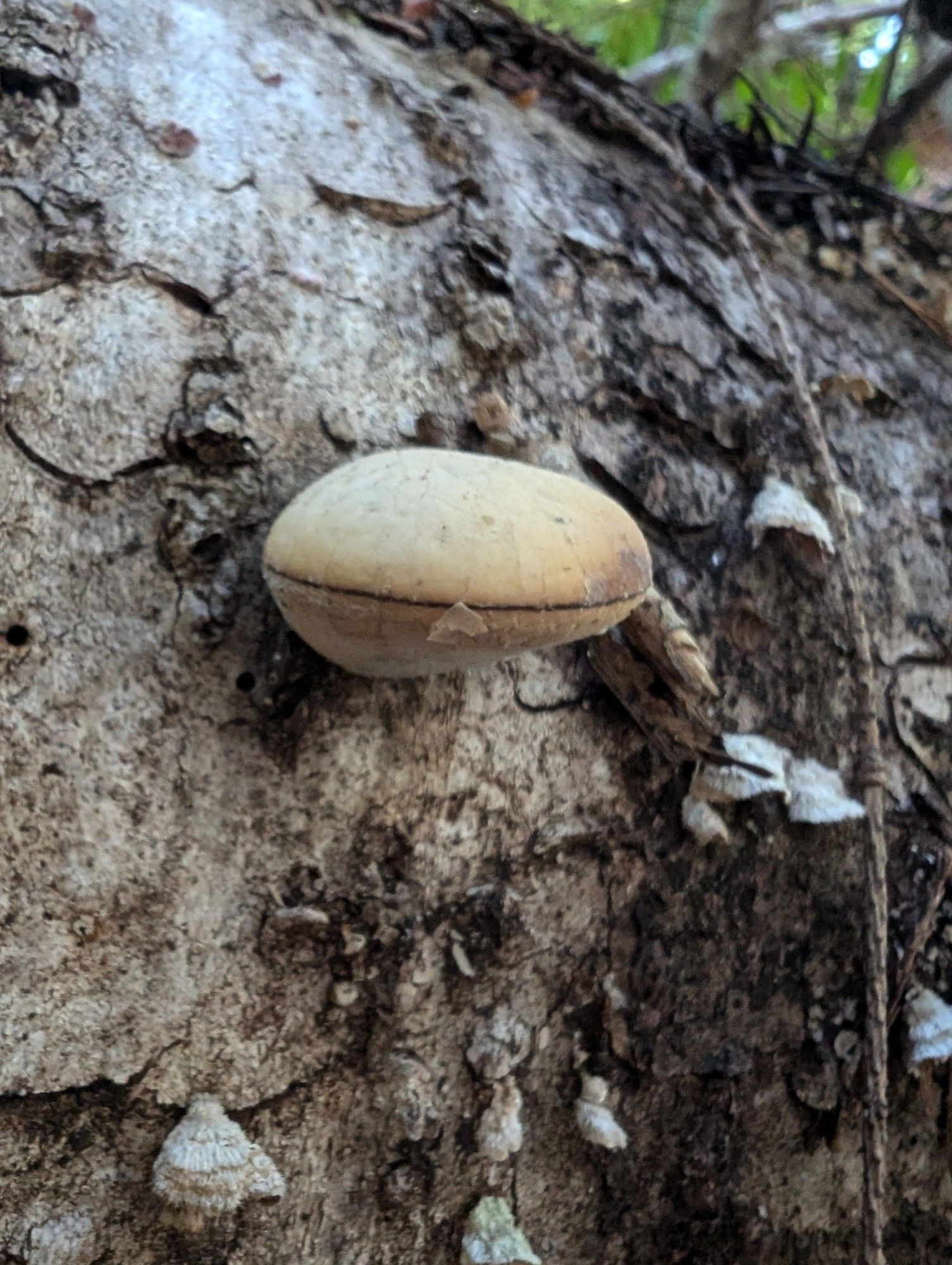 Bracket fungus that looks like a little tan macaron