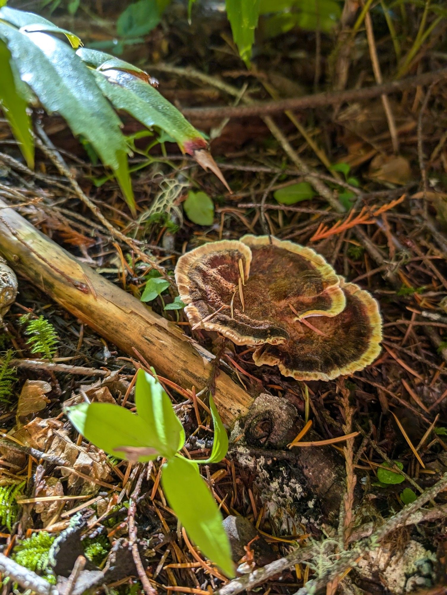 Brown fungus with a tan rim