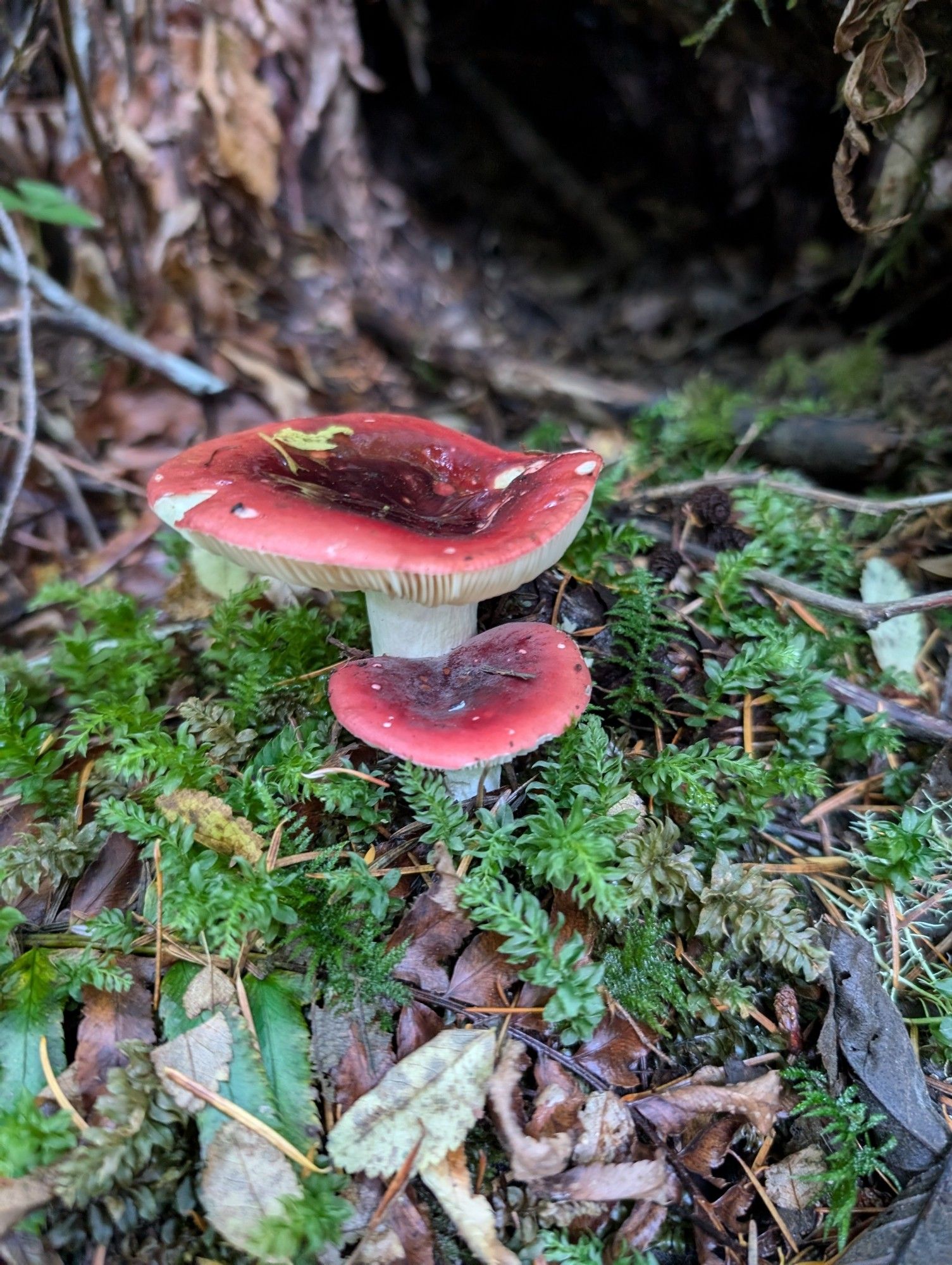 Red capped mushrooms with white stems, surrounded by green moss