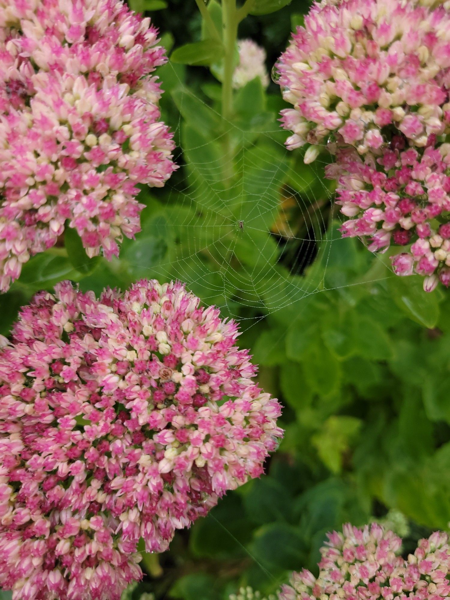 Three pink seedum flower heads with a small spiderweb suspended between and a tiny spider, covered in morning dew