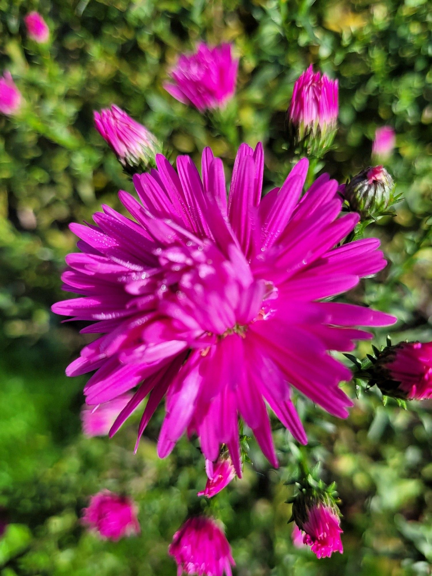 Bright pink aster unfurling with some other buds behind.