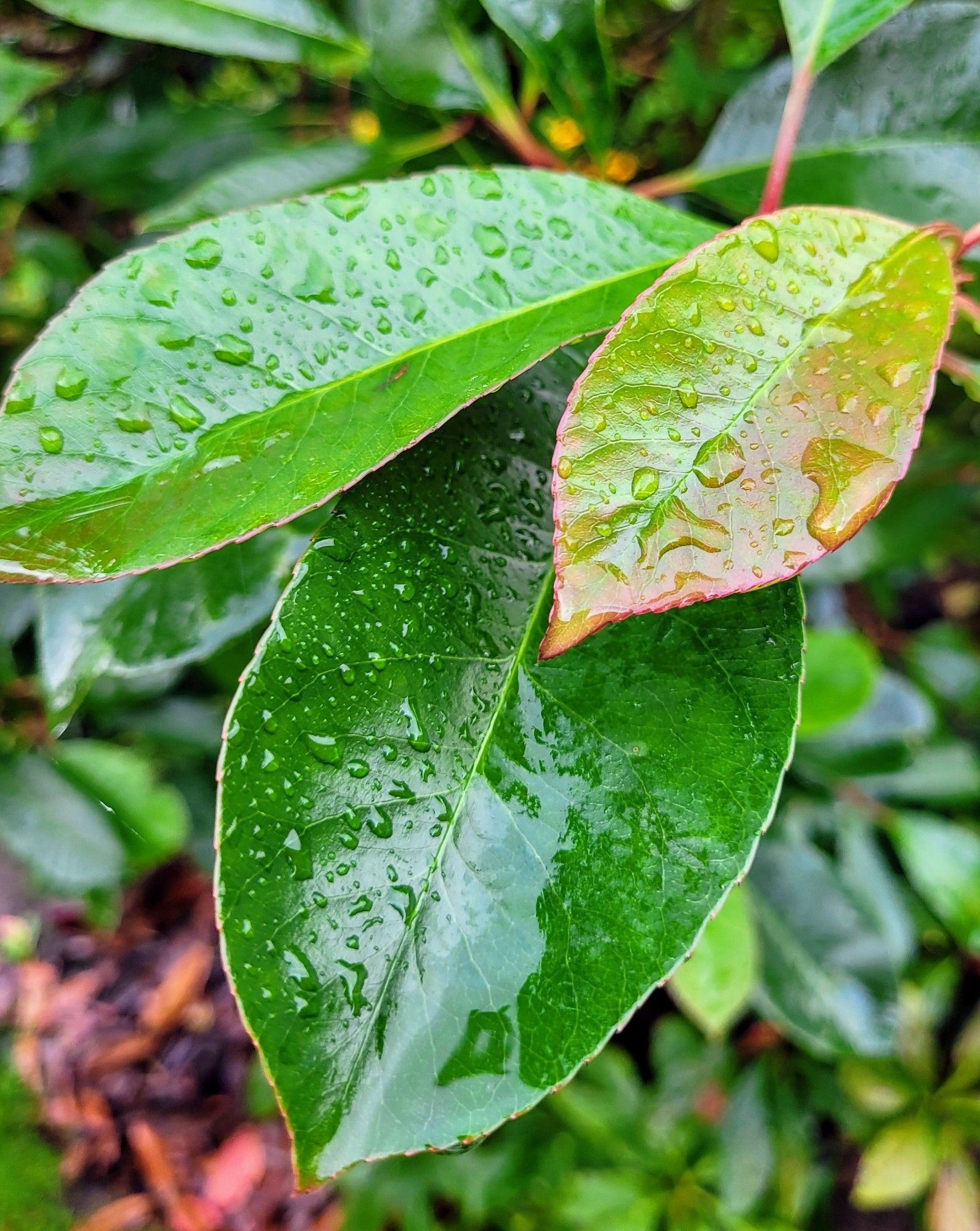 Rain-soaked leaves of photinia (red r)obin