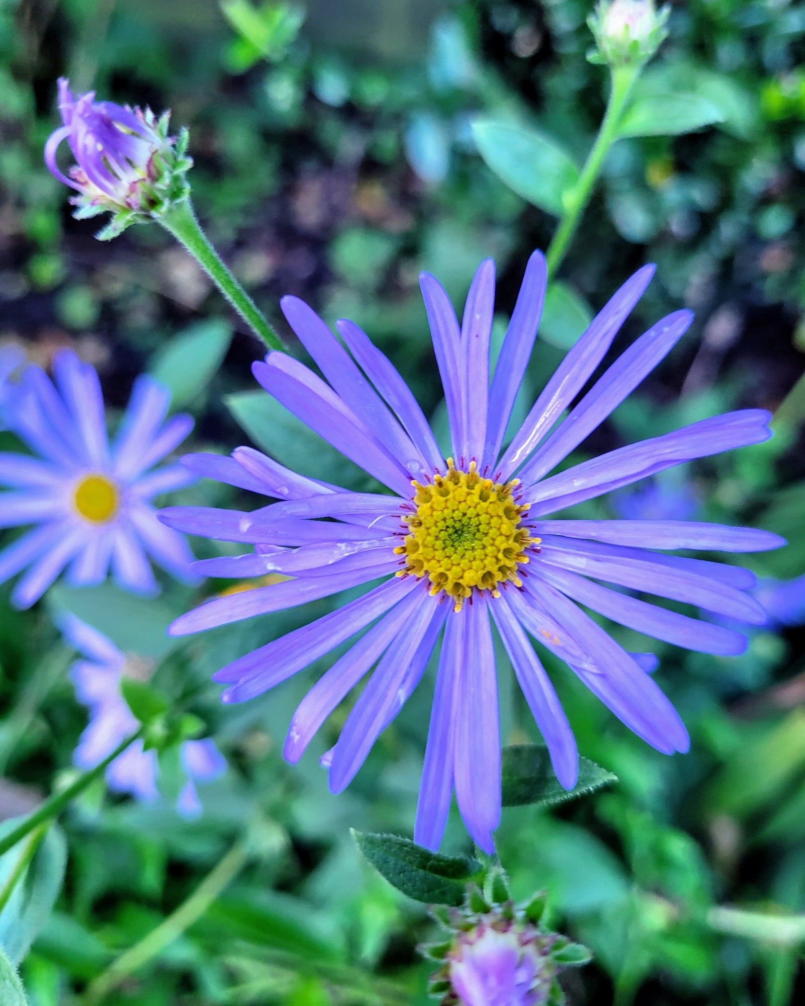 Small purple Aster flower with a few behind it