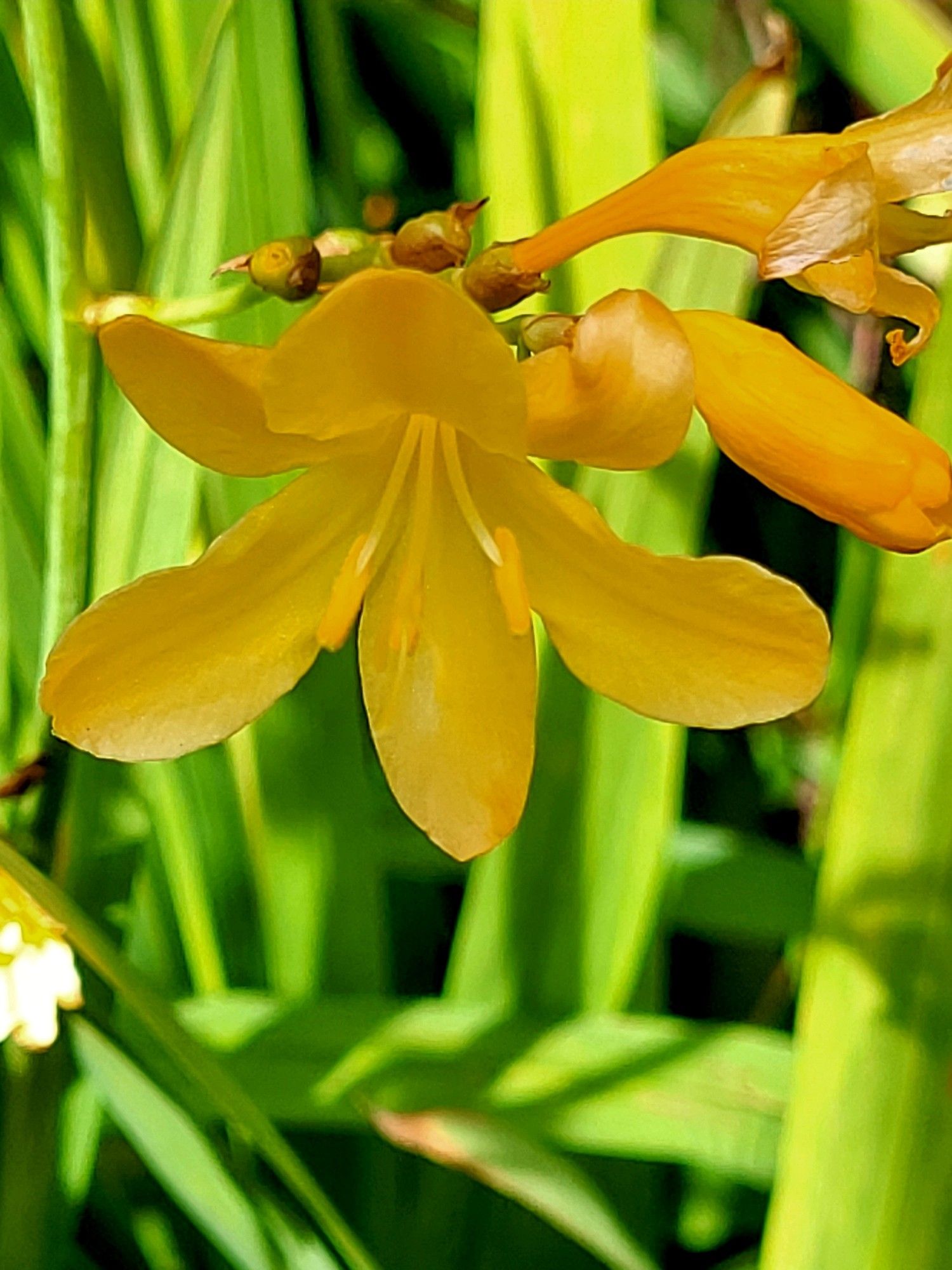 Close up of yellow crocosmia flower head