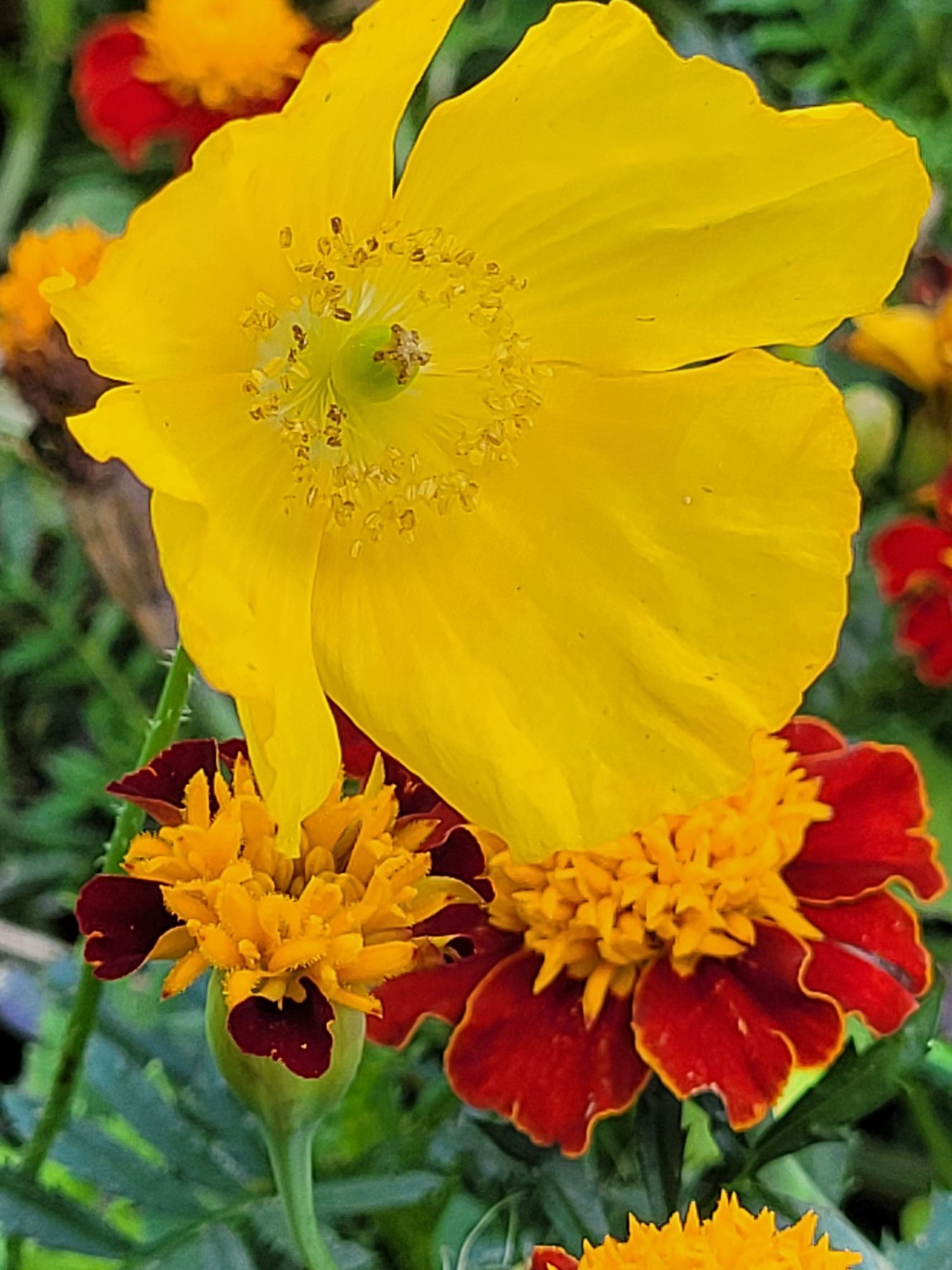 Yellow Welsh poppy surrounded by orange and red marigolds