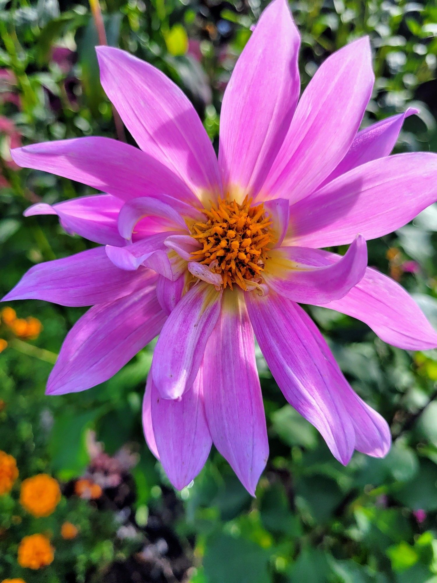 Bright pink dahlia flower head with some curling and wonky petals