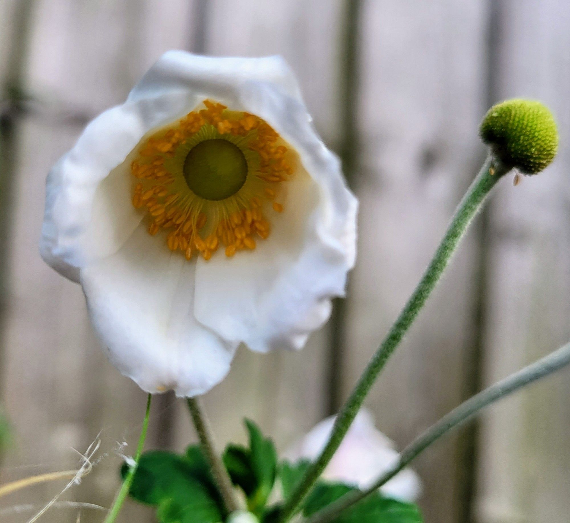 Partially open white anemone flower head against a wooden fence