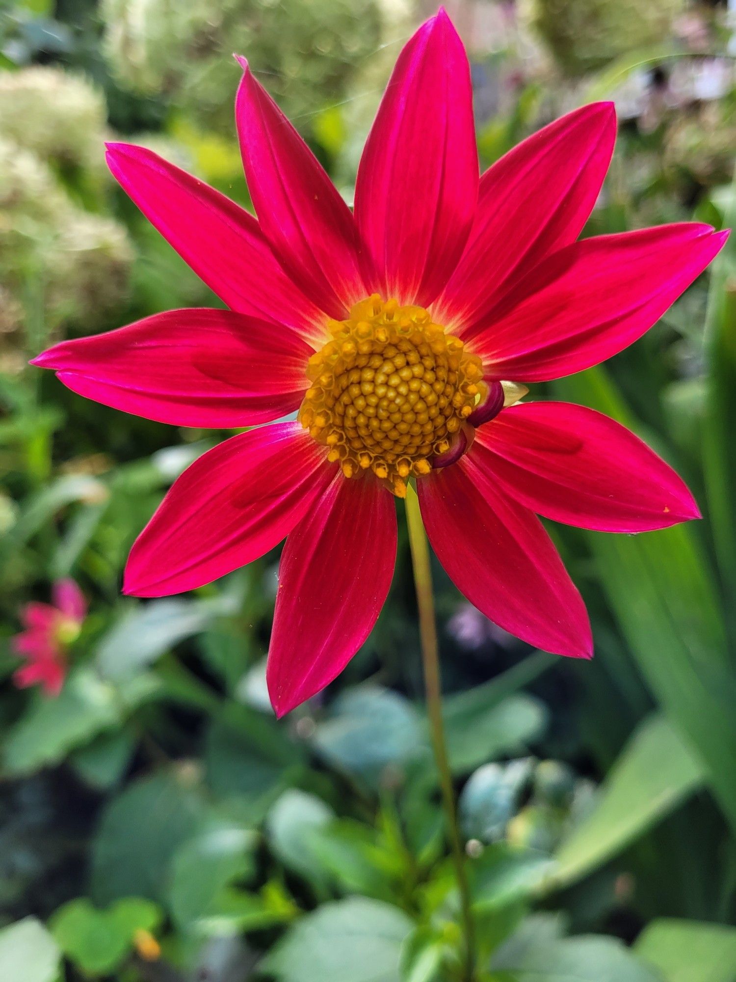 Bright pink dahlia flower with a petal missing