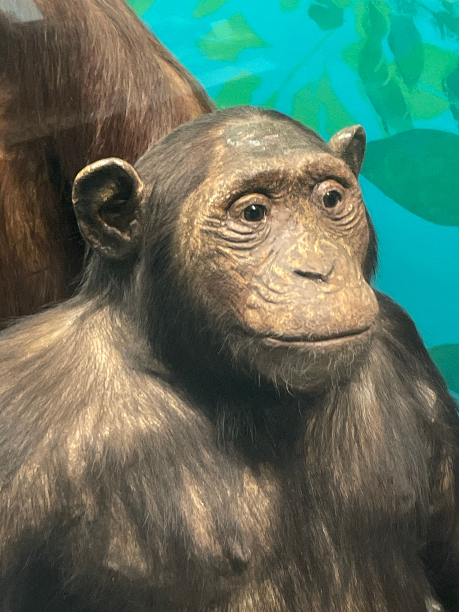 A taxidermy chimpanzee looks stunned and dismayed 