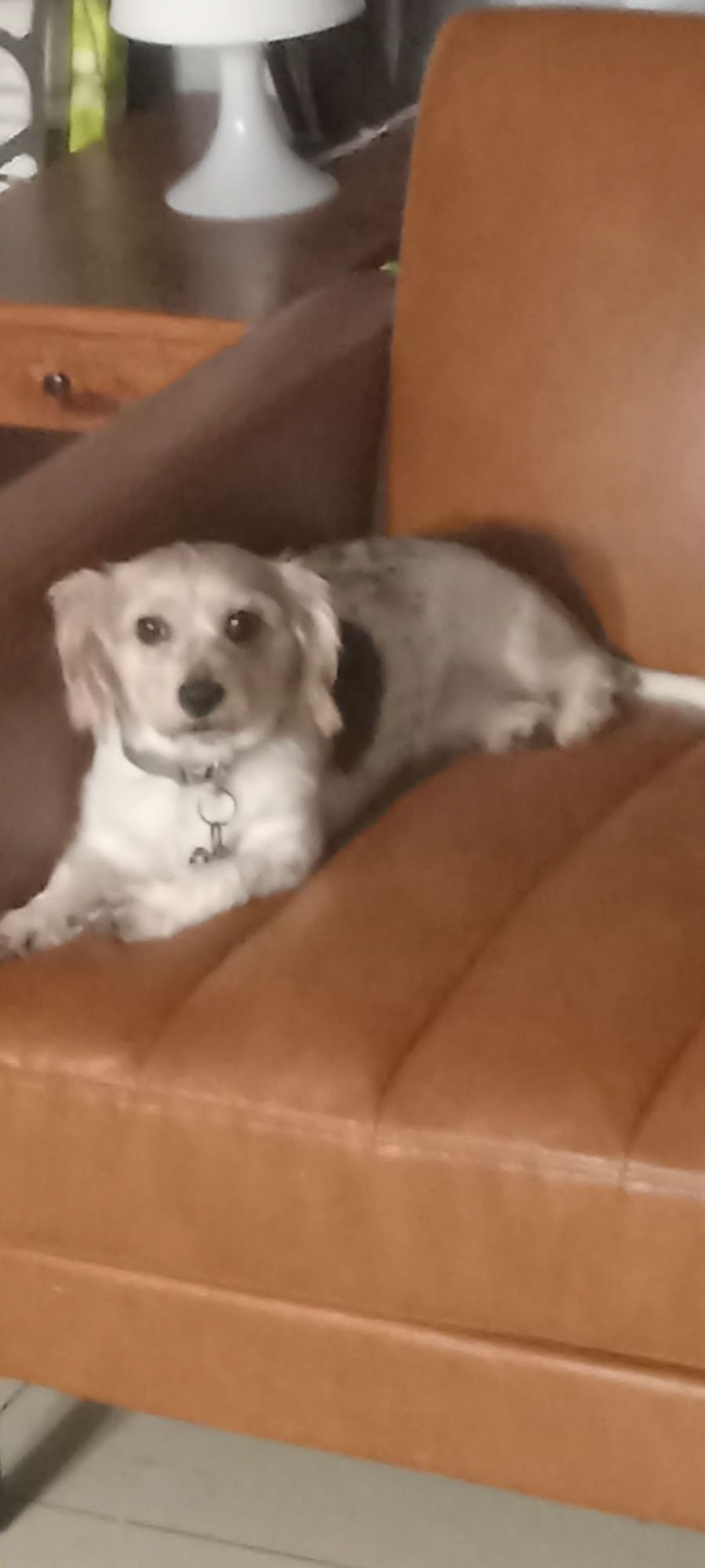 Poochie laying on the couch, lookin very judgey