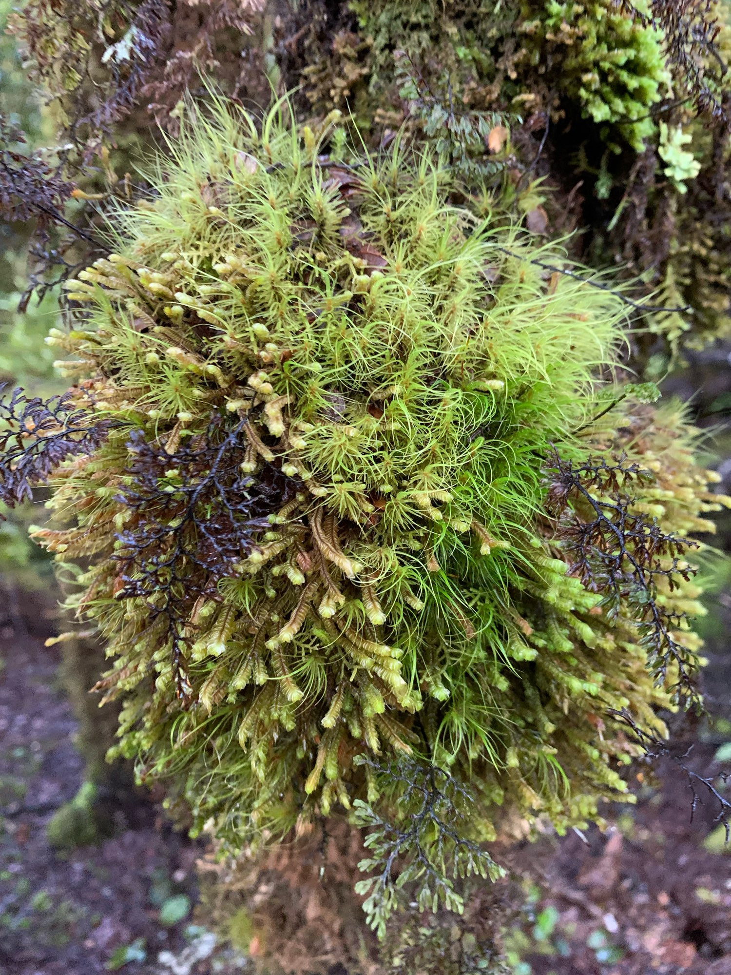 Mosses on a beech tree.