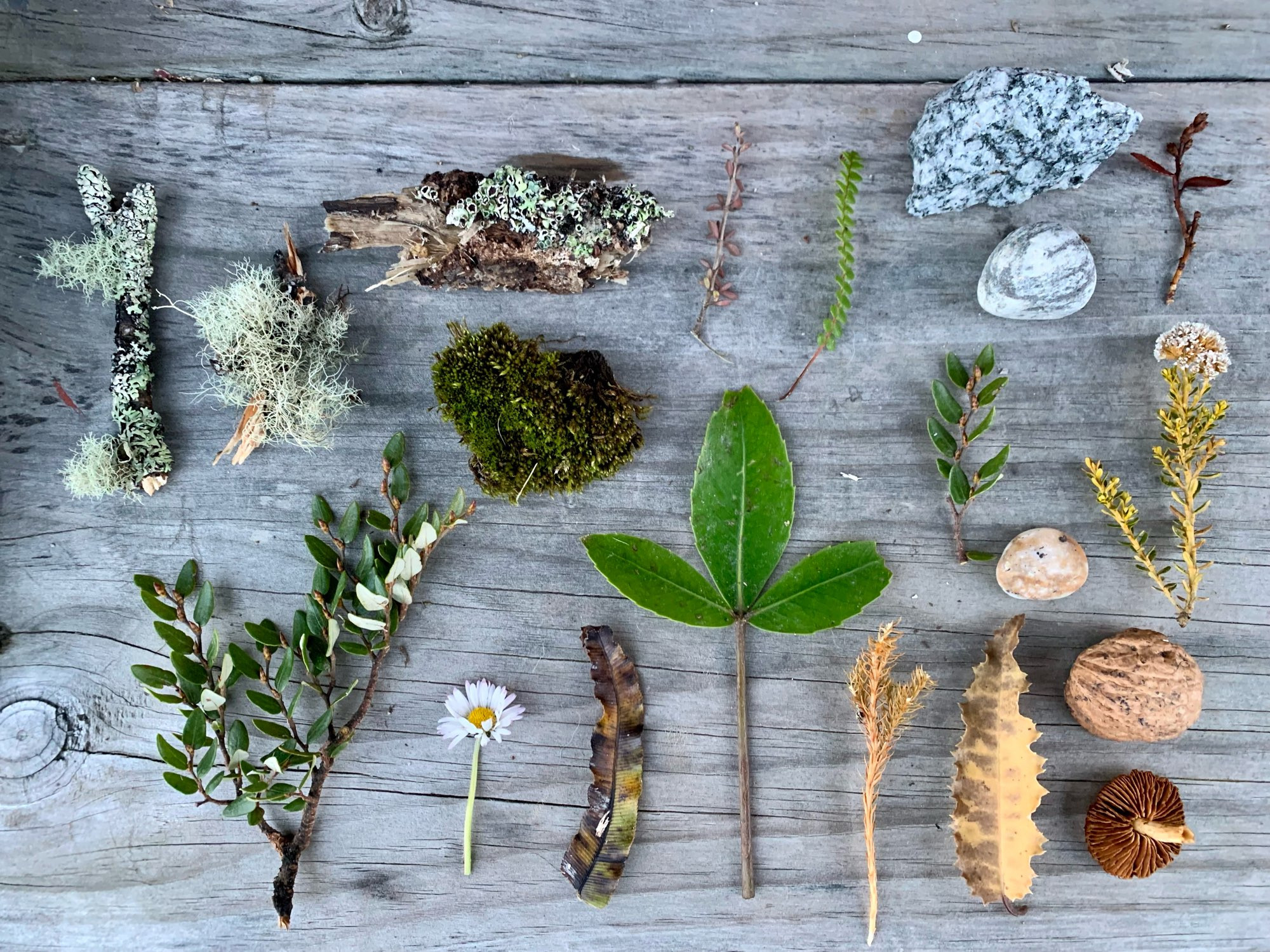 Leaves, lichens. Moss, a walnut shell, mushroom, and rocks from Arthur’s pass New Zealand.