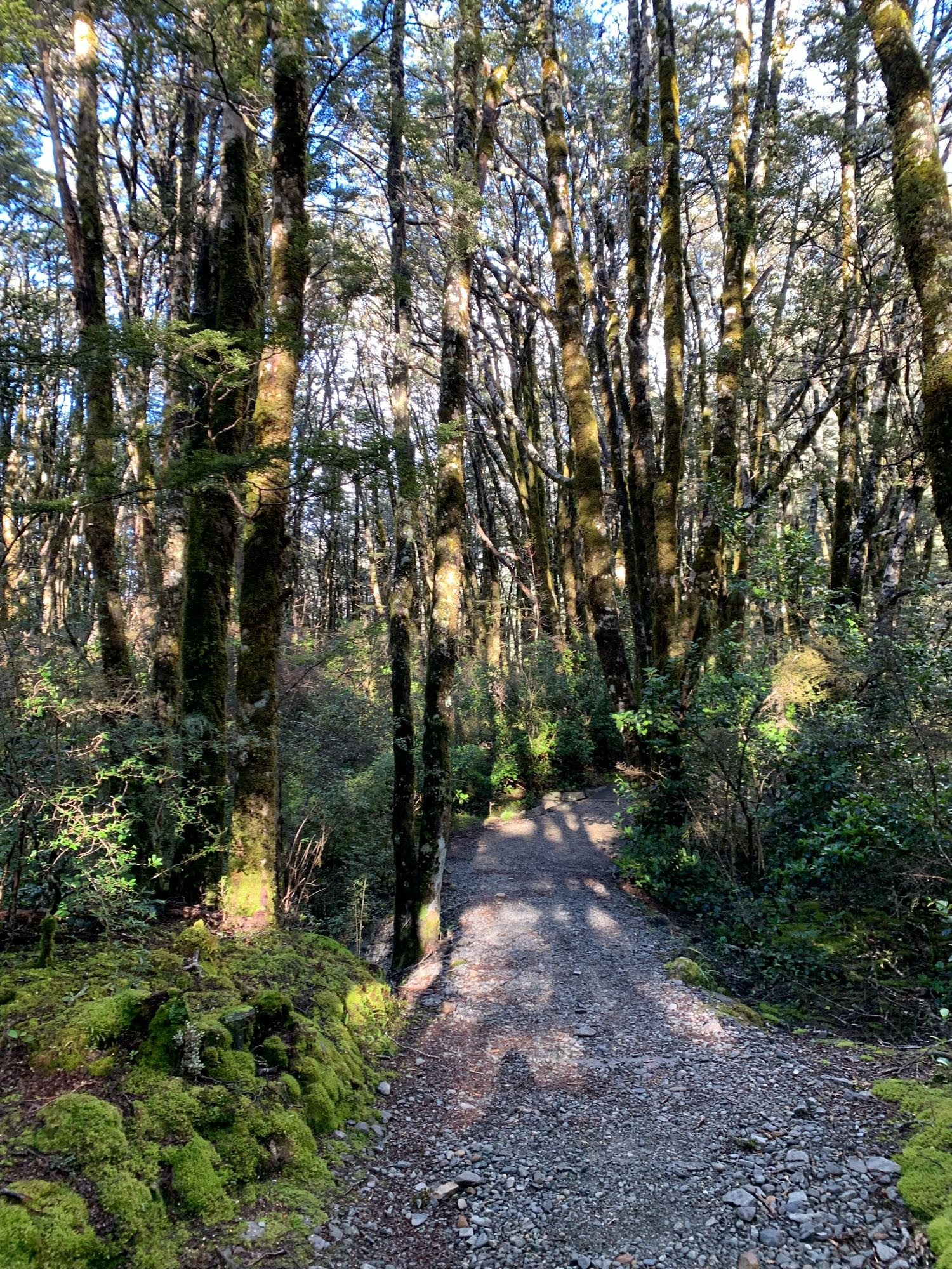 The incredible beech forest!