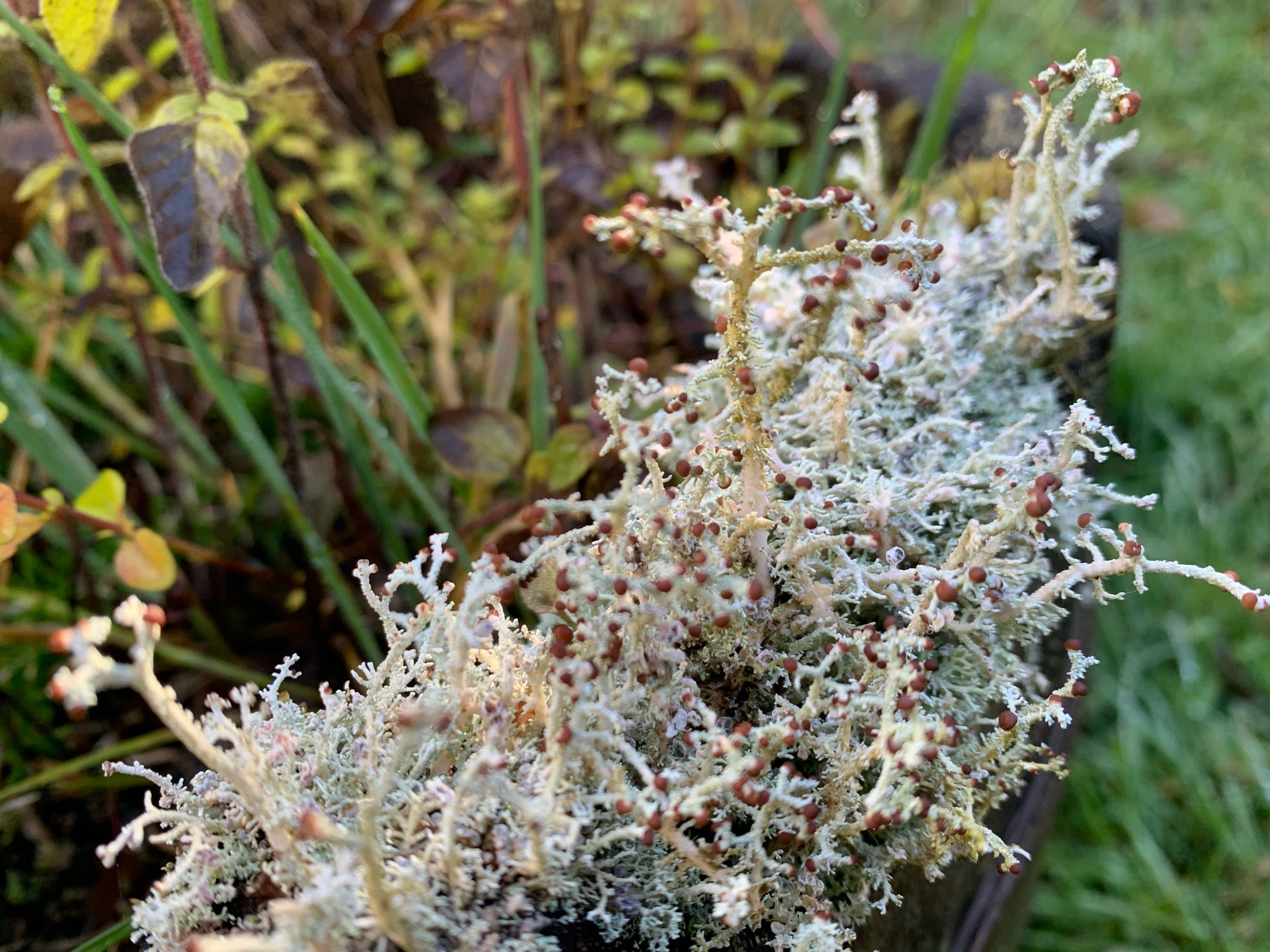 Lichens, growing on old decaying wood.