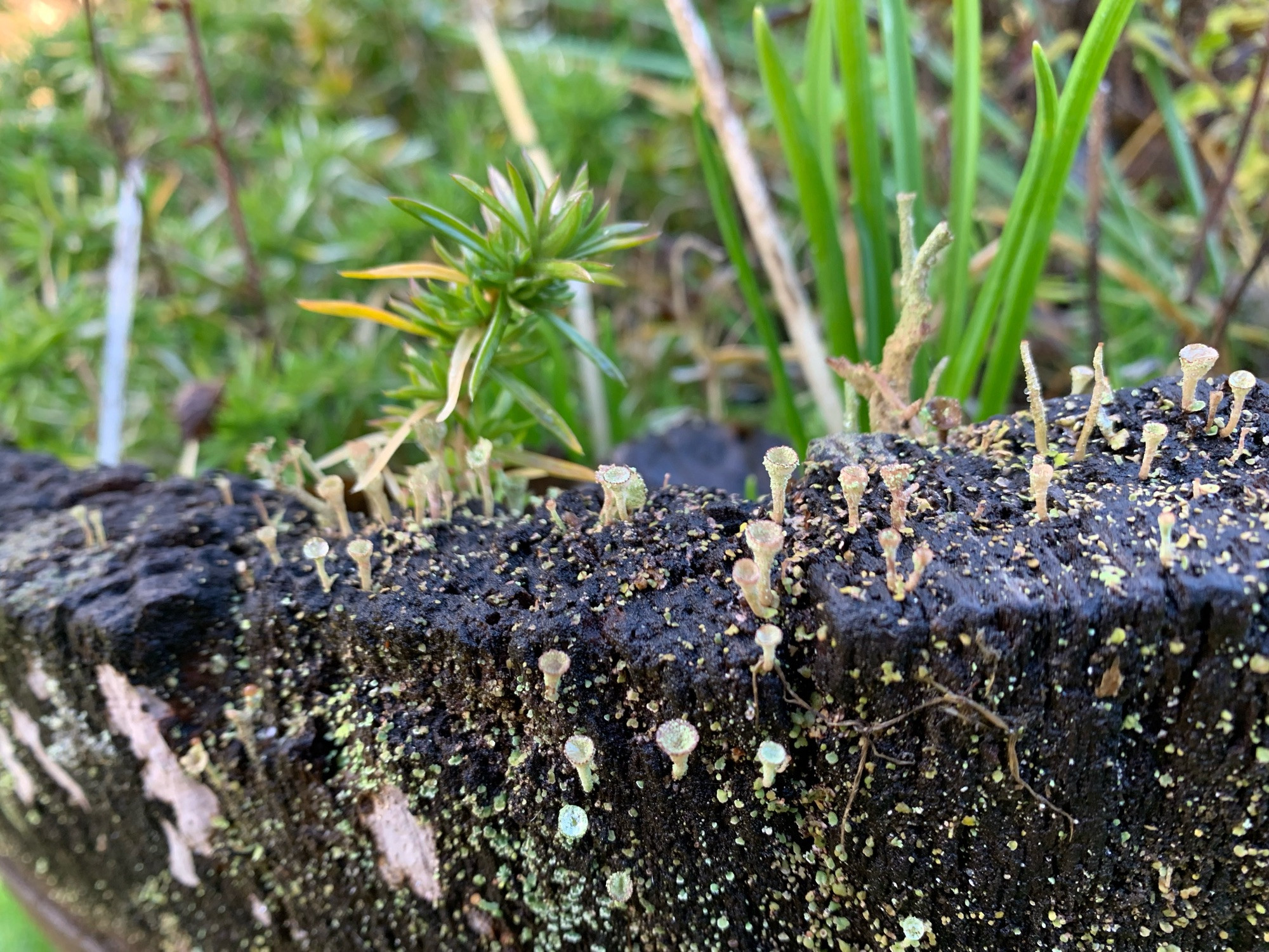 Pixie cup lichens! Incredibly tiny and growing on a very old planter box. So tiny!