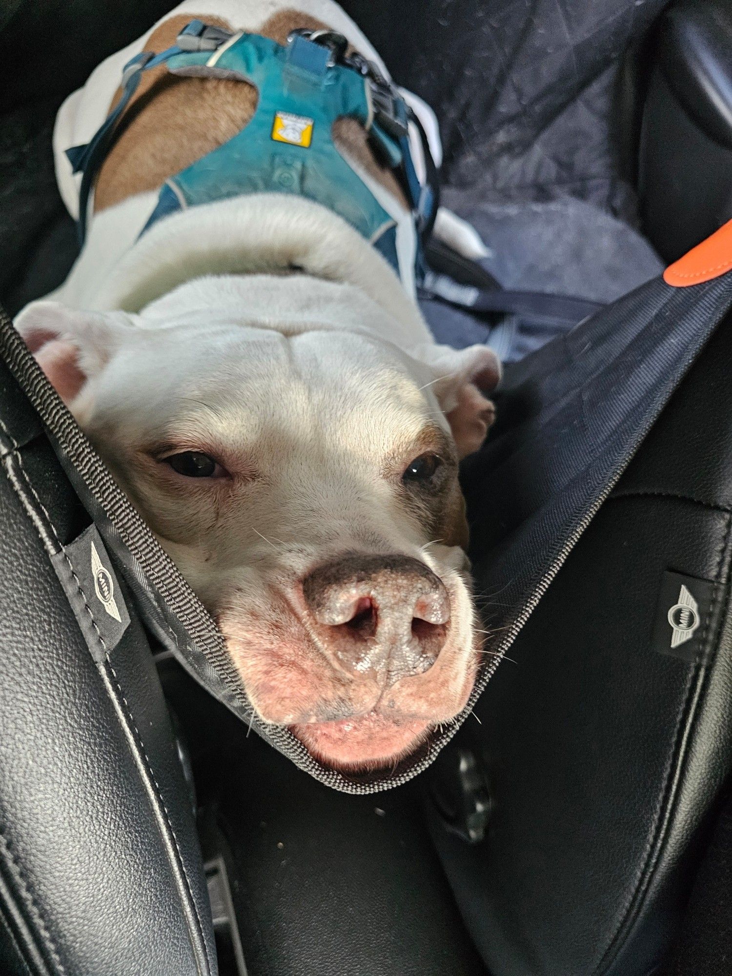 Picture. White pitbull mix dog with brown patches, laying on a car seat protector like it's a sling. Nose pointing out from the edge.