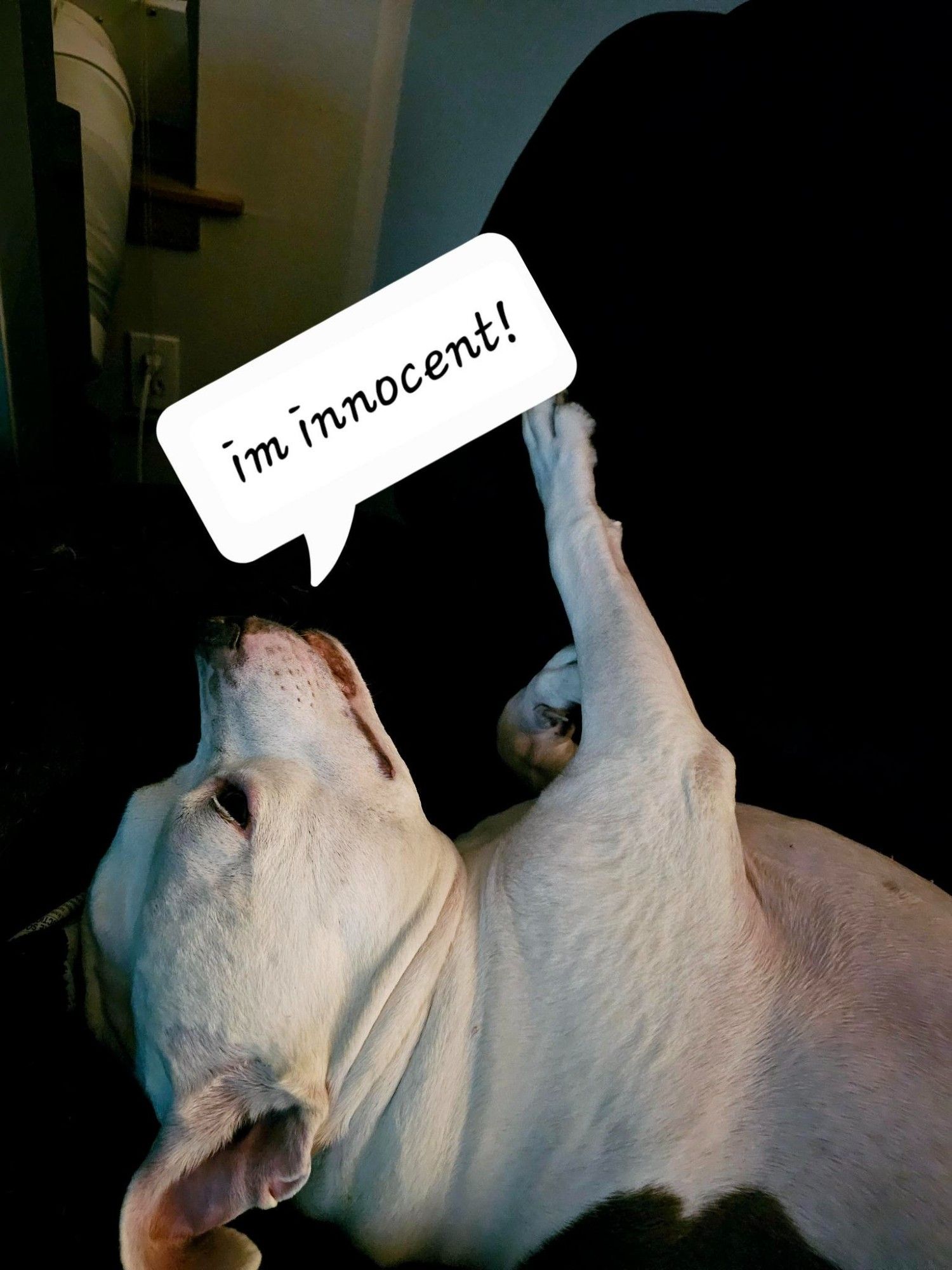 Image. frankenpup (white and brown pittbul mix dog) laying on his back and reaching up with a paw. Sticker of a speech bubble with text "i'm innocent!".