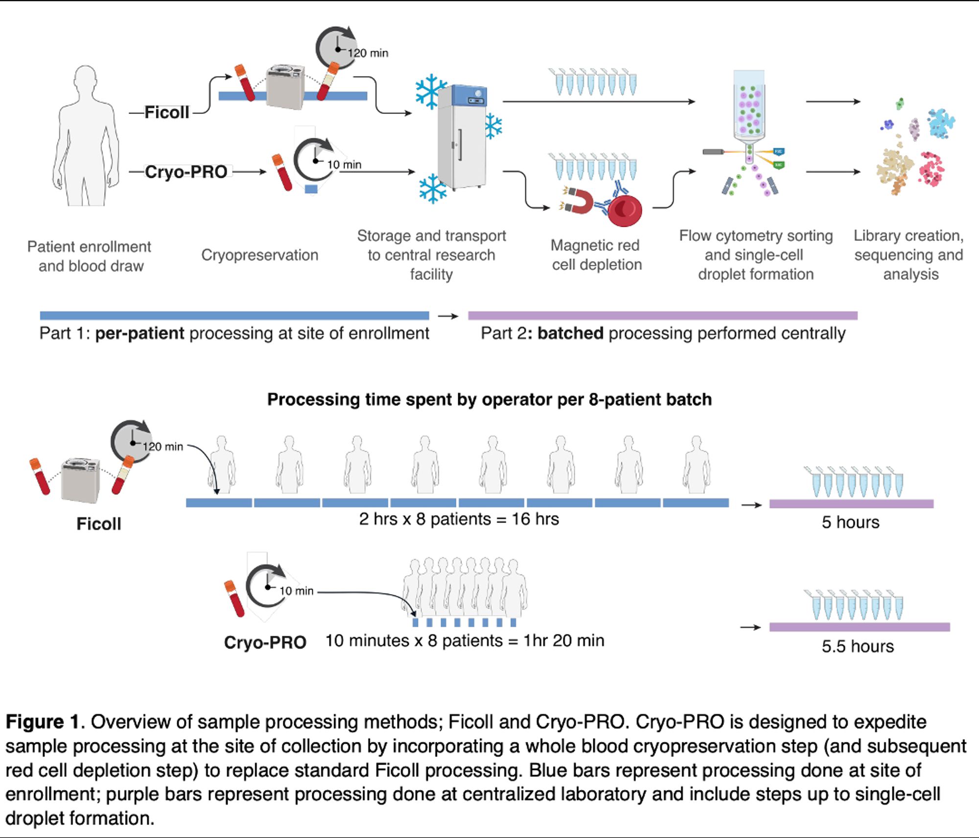 Schematic of a on-site CRYOpreservation method followed by Pbmc Recovery Offsite (Cryo-PRO), compared with the standard Ficoll method, for preparing clinical blood samples for scRNAseq