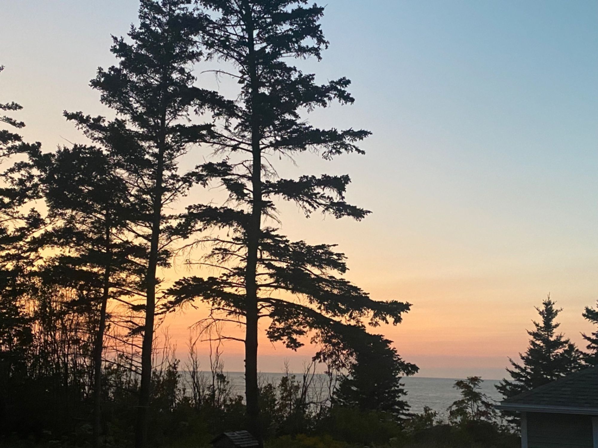 Trees silhouetted as the pink sky shows it is sunset over the Bay of Fundy