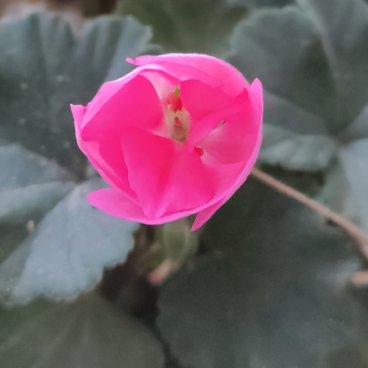 Flor de geranio rosa recién abierta.