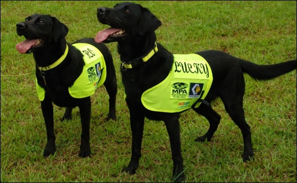 Two black Labrador retrievers with lime green jackets that read "Lucky" and "Flo" and have the logo of the MPAA and FACT logos upon them, standing in the grass and panting.