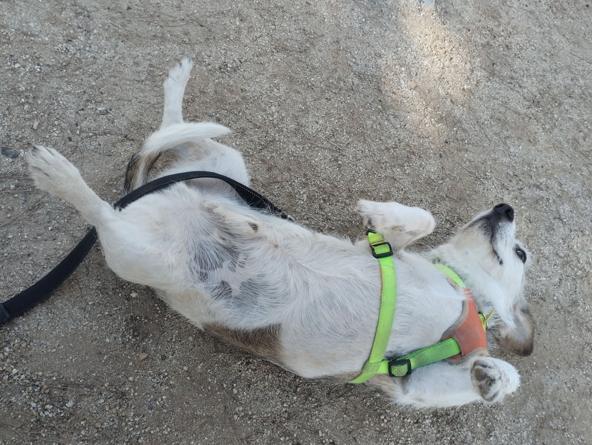 Foto de un perrito con un arnés repantingado boca arriba con carita feliz sobre un suelo arenoso.