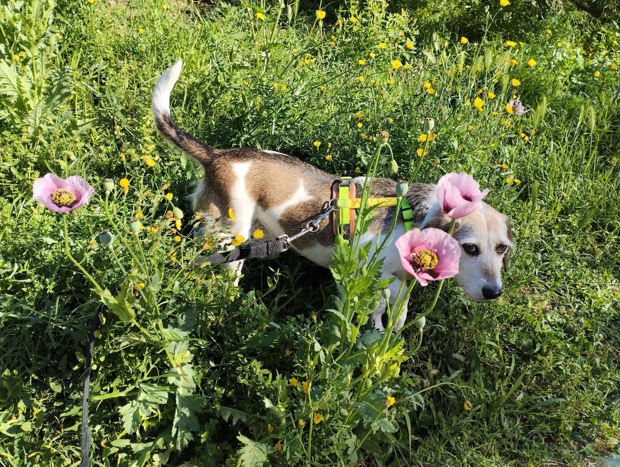 Foto de un perro atado con un arnés y correa que está sobre unas hierbas. En primer plano se ven unas flores primaverales