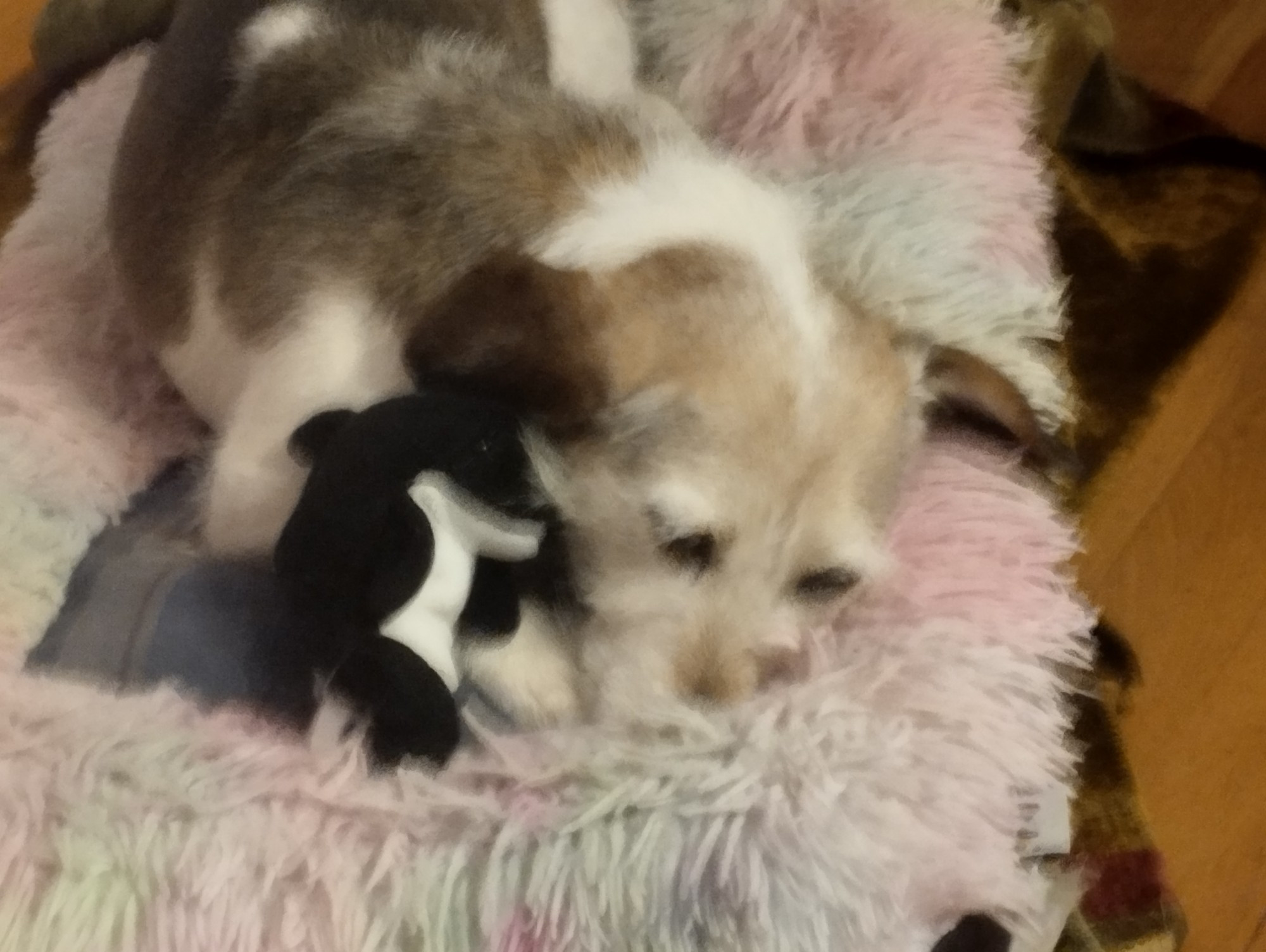 Foto de un perrito en una camita para perros mirando para abajo con el peluche de una orca del tamaño de su oreja. La orca parece tener una sonrisa socarrona y decirle algo en la oreja.