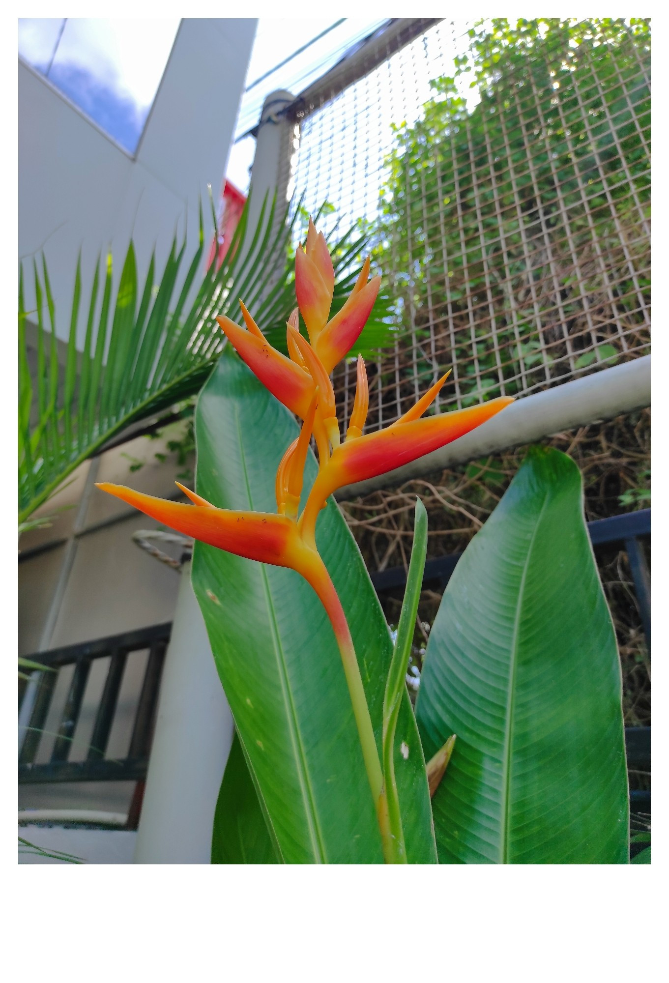 Bunga Heliconia psittacorum, berwarna gradasi merah, oranye, dan kuning.