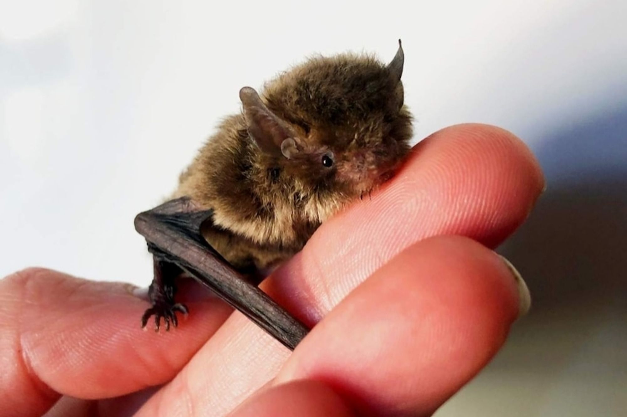 Winzige Fledermaus auf einer Menschenhand guckt sehr niedlich