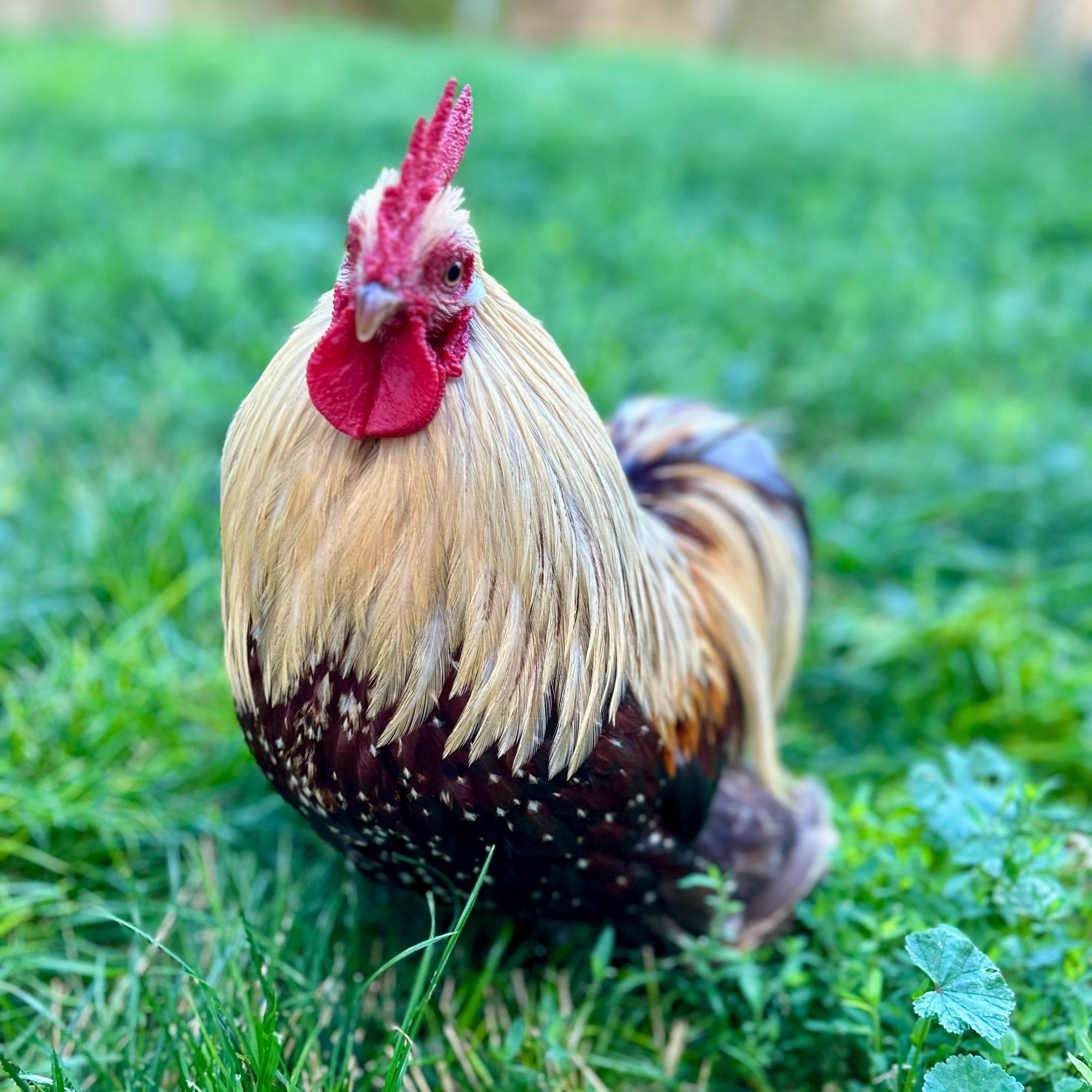 A red and gold cochin bantam rooster looks at the camera.