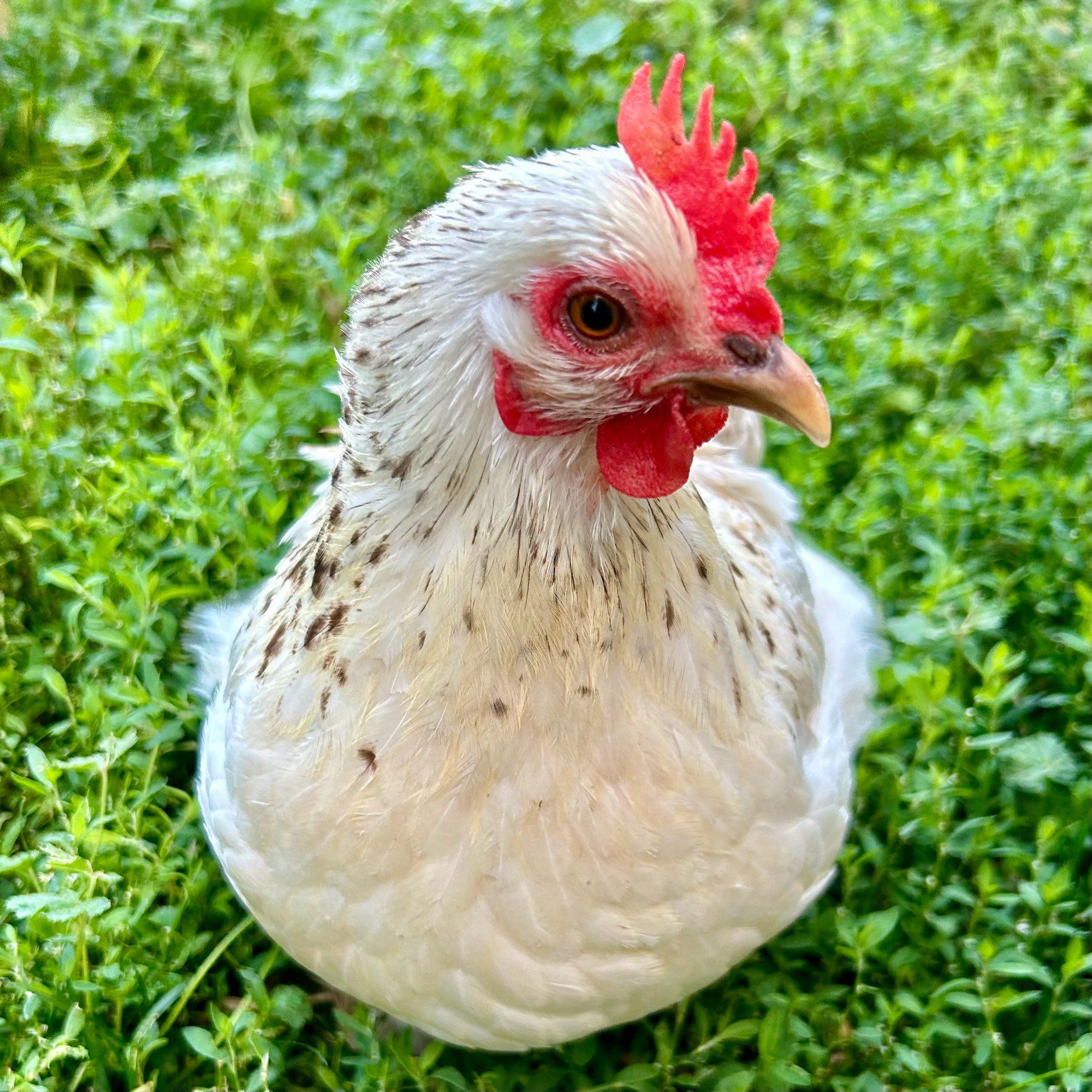 A white and speckled cochin bantam hen looks at the camera.