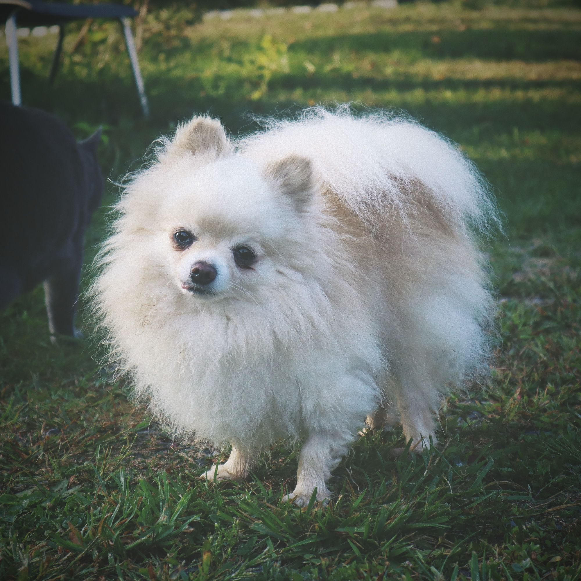 Bramble is center. White fluffy small Pomeranian. Standing near a gray cat just off to the left.