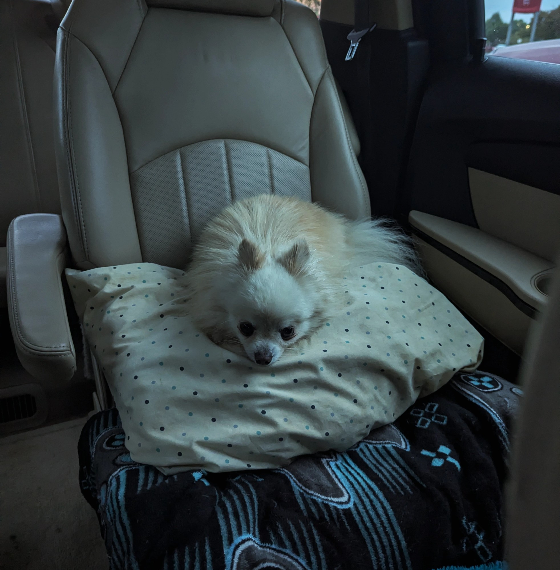 Small Pomeranian sitting on a pillow in the back seat of a van.